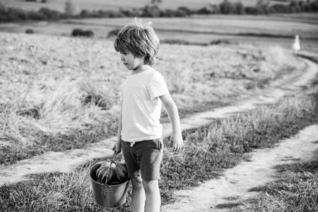 Son planting on ground. Little farmer in village. Children farmer concept. Little farmers boy working on field. Cute toddler boy working on farm.の写真素材