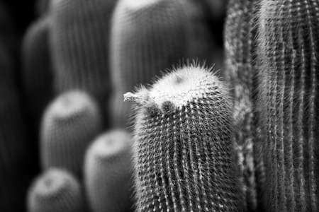 Cactus flover backdround, cacti or cactaceae pattern.の写真素材