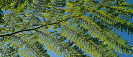 Fern leaf foliage, fern on sky background. Green nature wallpaper.