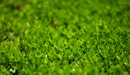 Green background, wallpaper concept, nature leaf background. Organic textured foliage.