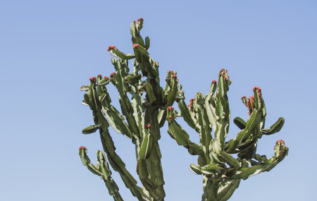 Cactus on blue sky backdround, cacti design or cactaceae pattern.の写真素材