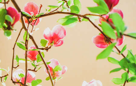 Magnolian tree background. Spring flowers. Nature blooming trees. Springtime.