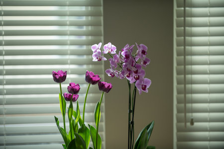Floral concept. Orchid plants. Orchids blossom close up, Phalaenopsis. Purple pink orchid tulips on...