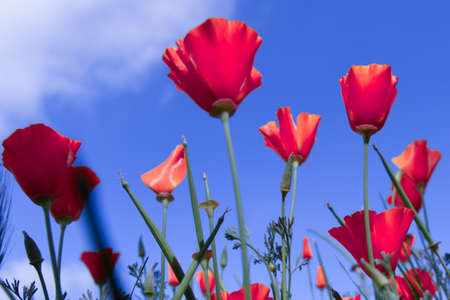 Poppy for Remembrance Day, Memorial Day, Anzac Day in New Zealand, Australia, Canada and Great Britain. Poppy meadow on blue sky.の写真素材