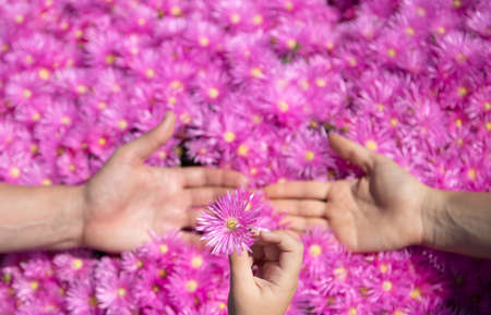 Father mother and child holding hands together near pink asters flowers. Gesture sign of support and...