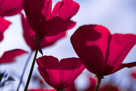 Poppy flower for Remembrance Day, Memorial Day, Anzac Day in New Zealand, Australia, Canada and Great Britain.の写真素材