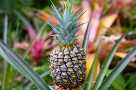 Pineapple tropical fruit growing in garden. Hawaiian pineapple farms in the countryside on the island Hawaii.の写真素材