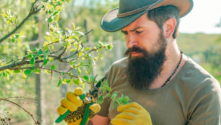 Farmer man on sprin banner. Farmer examining grafting branch in orchard. Gardener work in yard with garden tools and have good time.の写真素材