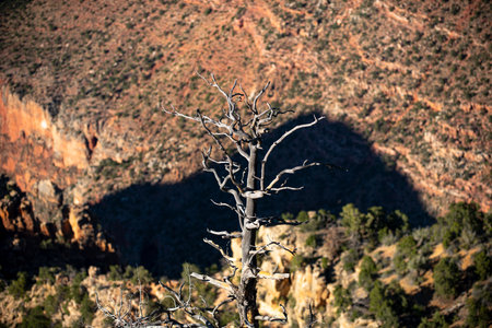 Dry tree on death valley. Red rock canyon panoramic landscape. Canyon National Park. View of a desert mountain. Famous american hiking place.の写真素材