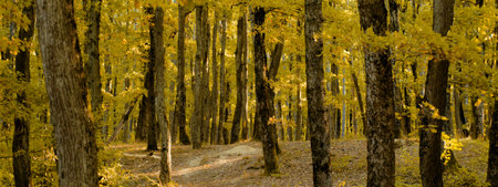 autumn park. Autumnal colorful background. Leaf leafs.