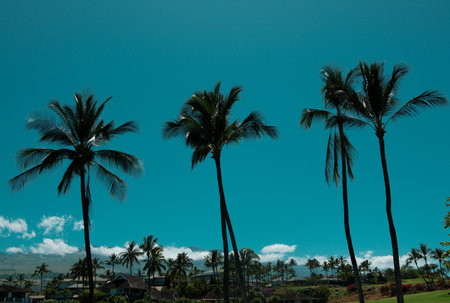 Tropical palm coconut trees on sky, nature background. Palms landscape.の写真素材