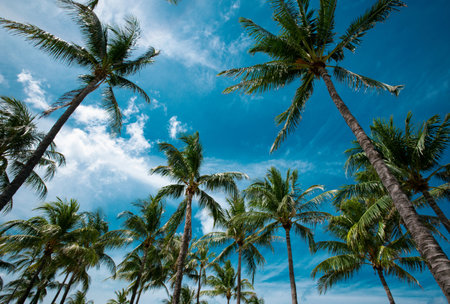 Palms exotic pattern. Palm trees on blue sky, palm at tropical coast, coconut tree. Tropical backdrop on sun light sky.の写真素材