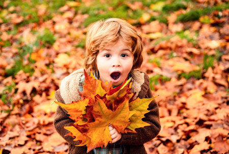 Happy child throws autumn leaves and laughs outdoors.の写真素材