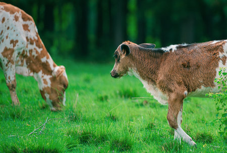 Cow eating grass. Cows herd on farm.の写真素材