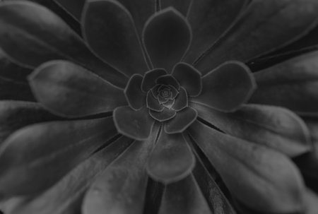 Green background, wallpaper concept, nature leaf background. Natural background of green leaves.の写真素材