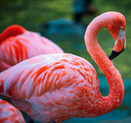 American Flamingo. Flamingos. Beauty birds, group of flamingos.の写真素材