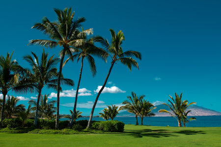 Tropical beach scene. Sea view from summer beach with sky. Coastal landscape. Coconut palm trees.