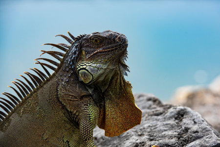 Green iguana, American iguana, herbivorous species of lizard of the genus Iguana.