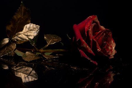 Rose with golden painted petals. Closeup of golden roses on black background. Creative golden style concept. Bloom rose wallpaper. Gold roses flower, decorative rose design element, rose pattern.の写真素材