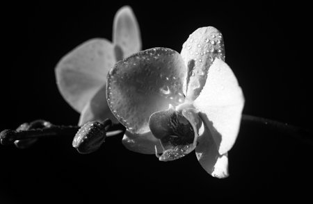 Floral concept. Womans day. Orchid flower. Phalaenopsis growing.の写真素材