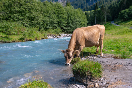 Cows pasture in Alps. Cows on alpine meadow in Switzerland. Cow pasture grass. Cow pasture green alpine meadow. Cow grazing on green field. Cows in a mountain field. Cow on mountain pasture in Alps.の写真素材