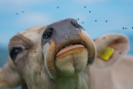 Funny farm animals. Crazy cow. Mad cow is fun. Close up cows in a pasture.の写真素材