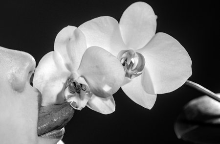 Orchid and woman lips. Orchid flower on sensual woman mouth. Sexy woman tongue lick flower.の写真素材