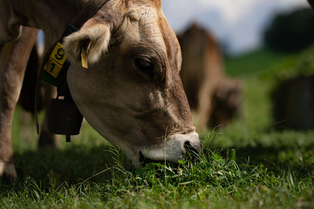 Cows on a pasture in Alps. Cows eating grass. Cows in grassy field. Dairy cows in the farm pastures. Brown cow pasturing on grassy meadow near mountain. Cow in pasture on alpine meadow in Switzerland.の写真素材