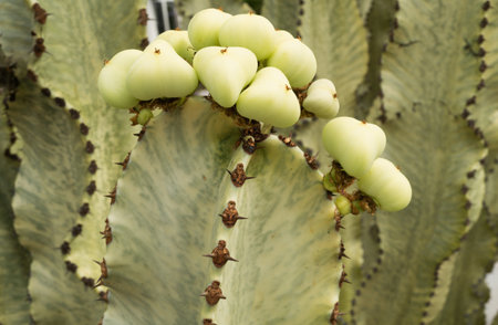 Cactus backdround, cacti design or cactaceae pattern.の写真素材