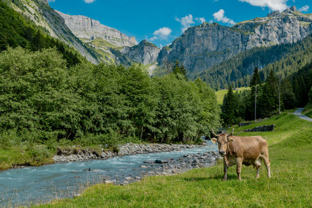 Cows are grazing on Alpine meadow. Cattle pasture in a grass field.の写真素材