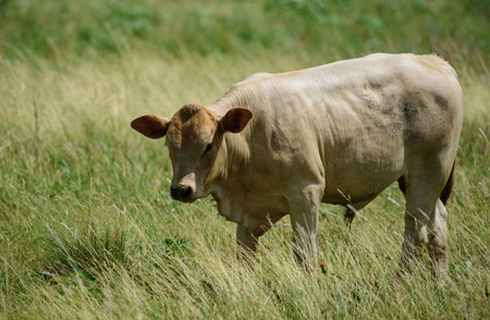 Cow in the Countryside Outdoors in the field.の写真素材