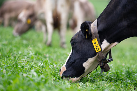 Cows are grazing on a meadow. Cattle cow pasture in a green field. Dairy cattle at pasture on hill in rural. Cattle Breed pasture on grass field. Brangus Cattle in natural pasture. Pastures cow.の写真素材