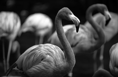 Greater flamingo, Phoenicopterus roseus. Colony of pink Flamingos grooming while wading in a pond.の写真素材