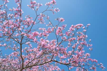 Branches of violet blossoming almond tree. Pink Cherry blossom tree on blue sky background. Spring...