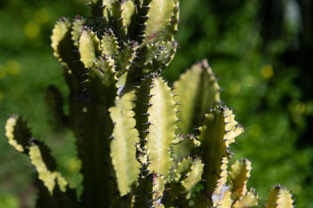 Cactus backdround, cacti design or cactaceae pattern.