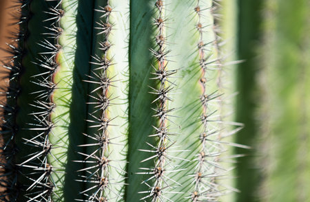 Cactus spiked. Close up cactus backdround, cacti or cactaceae pattern.の写真素材