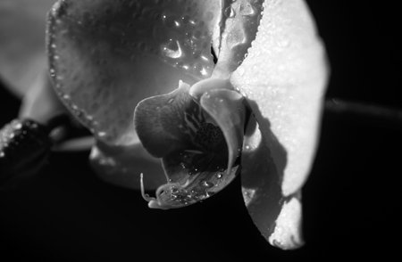 Orchid phalaenopsis flower. Decorative flowers growing. Floral concept.の写真素材