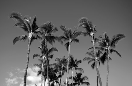 Palm trees on blue sky, palm at tropical coast, coconut tree. Palms tropic design.の写真素材
