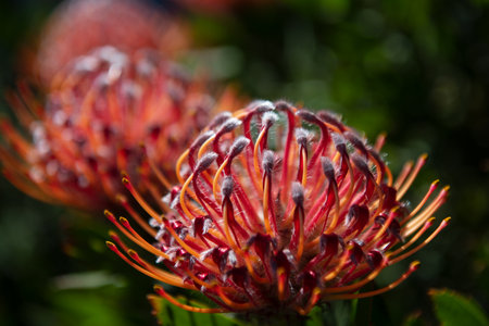 Leucospermum erubescens Oranjevlam Orange Flame flowers in bloom. The Tropical blossom pattern, close up tropical flowers background. Tropical floral pattern. Exotic leaves and flowers seamless pattern.の写真素材
