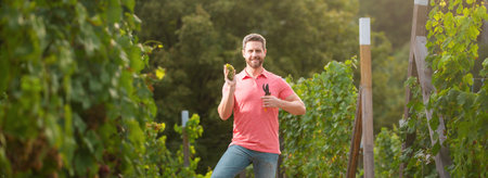 Farmer cutting grapes in the vineyard. Winery estate. Man harvesting grapes in vineyard, worker pick grapes, growing wine. Farmers at the harvest collecting grapes. Banner.の写真素材
