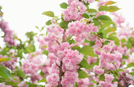 Sakura bloom tree. Cherry Blossoms Trees. Spring flowers pattern.