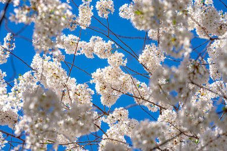 Spring background. Blossom tree branch with white flowers. Spring flowers. White flowers the fruit...