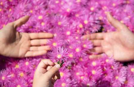Family hands on pink asters, pink daisies texture background. Parents hands on violet chamomile background.の写真素材