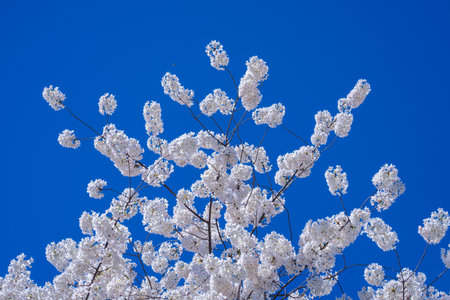 Spring blossom tree branch with white flowers. Spring background. Blooming tree branches white...
