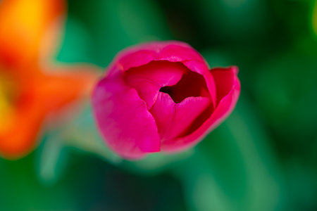 Vagina flower concept. Sexy flower. Pussy vulva and clitoris concept. Sexy flowers. Orgasm and love. Spring bloom. Sensual red petals. Erotic tulip flower. Flower imitating the female virginity.の写真素材