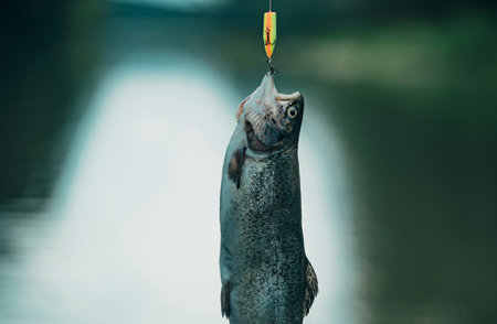 Fishing with spinning reel. Fly fishing. Catching a big fish with a fishing pole. Concepts of...