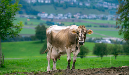 Cattle cow grazing on farmland. Grazing Cows in a Meadow with Grass. Cows Herd on a Grass Field....