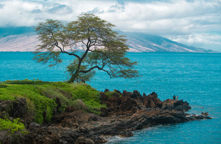 Hawaiian beach background. Enjoying paradise in Hawaii. Panorama tropical landscape of summer scenery with palm trees. Luxury travel vacation. Exotic beach landscape. Amazing nature, relax on nature.の写真素材