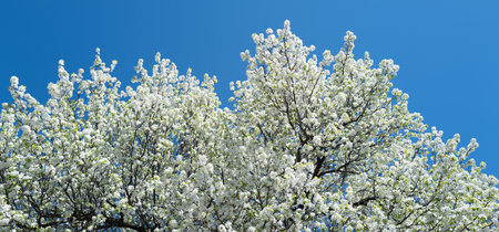White cherry tree flower in spring. Blossoming tree brunch with white flowers on blue background....
