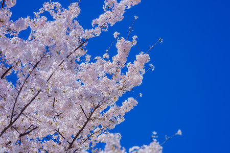 Spring background. Blossom tree branch with white flowers. Spring flowers. White flowers the fruit...